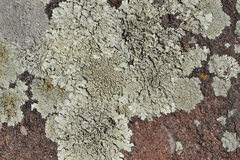 Xanthoparmelia coloradoensis