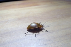 Ellipticus testaceus