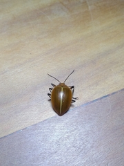 Ellipticus testaceus