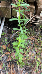 Hypericum cistifolium