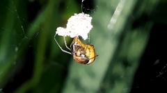 Nihonhimea tesselata