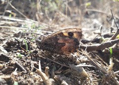 Hipparchia aristaeus