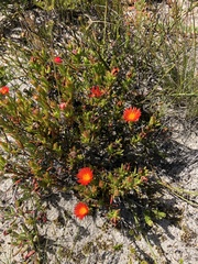 Lampranthus fergusoniae