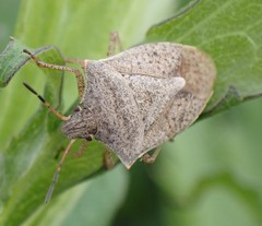 Euschistus variolarius