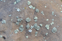 Rhizoplaca chrysoleuca