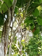 Ateles geoffroyi vellerosus