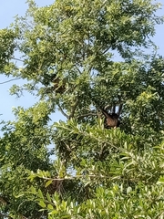 Ateles geoffroyi vellerosus