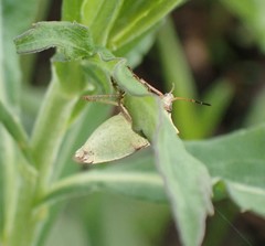 Euschistus variolarius