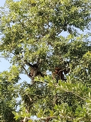 Ateles geoffroyi vellerosus