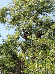 Ateles geoffroyi vellerosus
