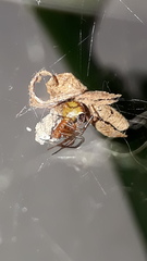 Nihonhimea tesselata