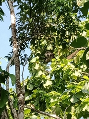 Ateles geoffroyi vellerosus