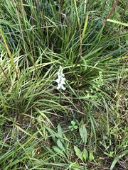Spiranthes arcisepala