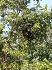 Ateles geoffroyi vellerosus