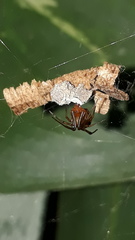 Nihonhimea tesselata