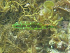 Halichoeres margaritaceus