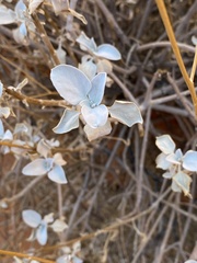Tidestromia suffruticosa