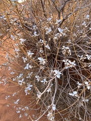 Tidestromia suffruticosa