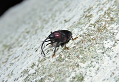 Curculionidae