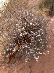 Tidestromia suffruticosa