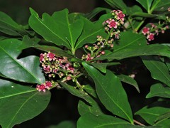Metrodorea nigra