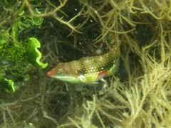 Halichoeres margaritaceus