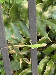 Anolis carolinensis