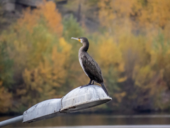 Phalacrocorax carbo