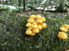 Leiobunum politum