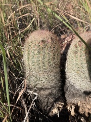 Escobaria chihuahuensis