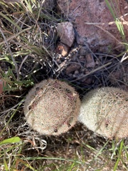 Escobaria chihuahuensis