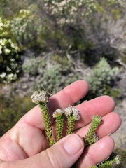 Agathosma geniculata