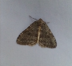 Epirrita dilutata