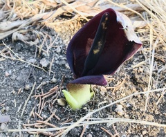 Arum pictum