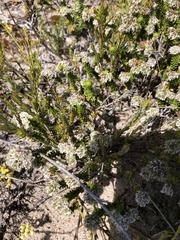 Agathosma geniculata