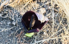 Arum pictum
