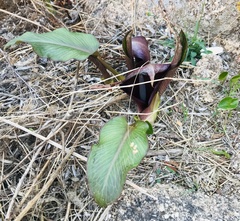Arum pictum