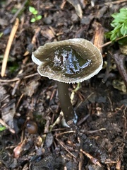 Mycena quiniaultensis