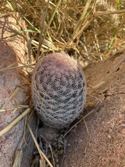 Echinocereus pectinatus rutowiorum