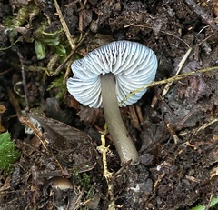 Mycena quiniaultensis