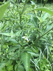 Solanum retroflexum