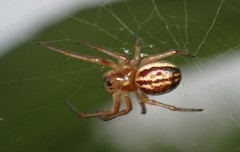 Araneus pratensis