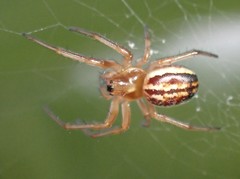 Araneus pratensis