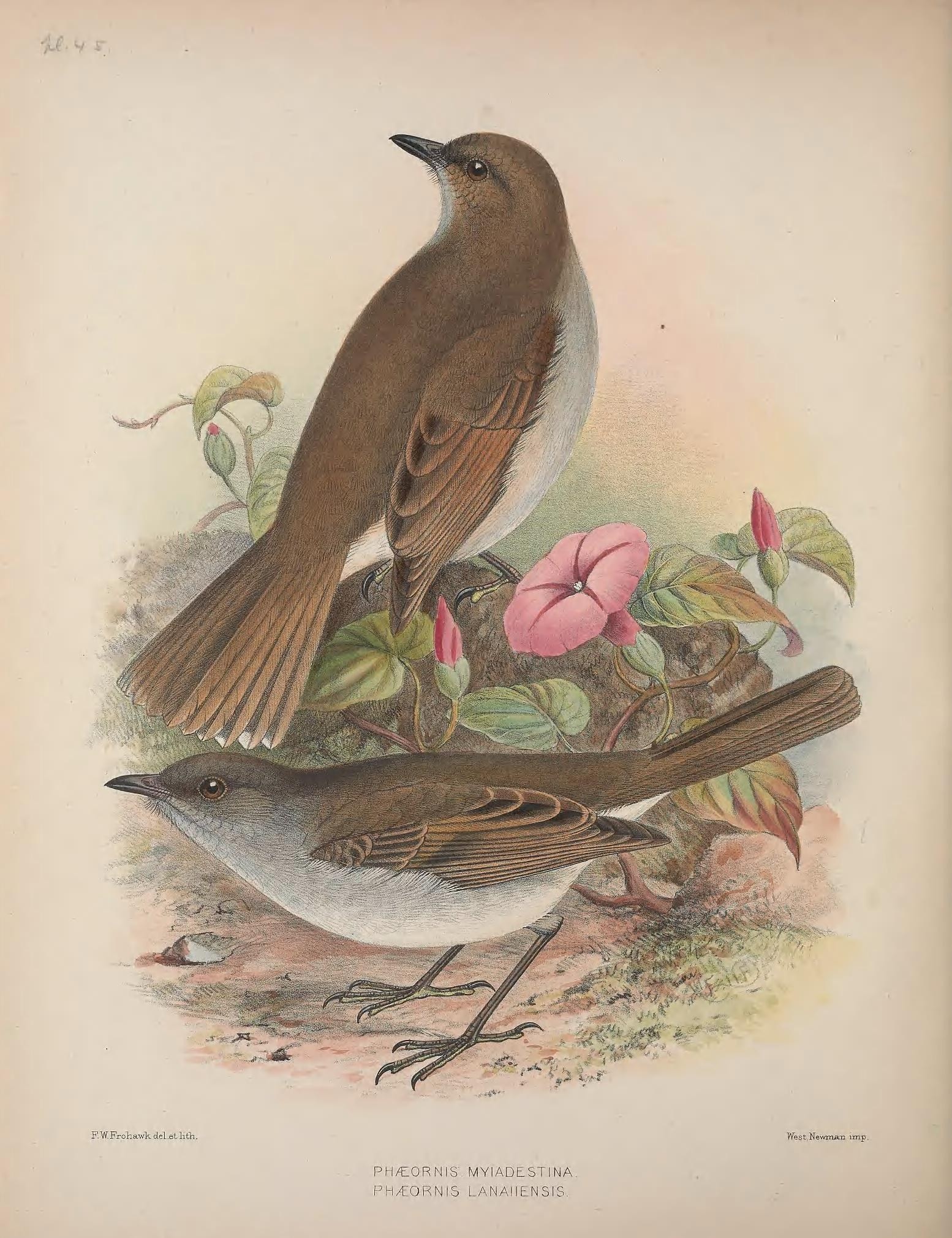 Olomao (Myadestes lanaiensis)