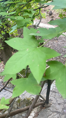 Liquidambar orientalis