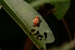 Asiophrida scaphoides
