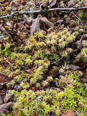 Sphagnum pacificum