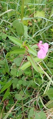 Magnoliopsida