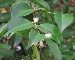 Angiospermae