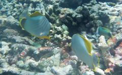 Chaetodon xanthocephalus